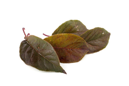 Autumn plum leaf
