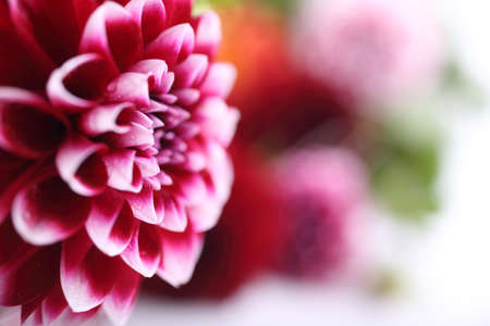 Dahlia flower and bokeh flowers backgroundの写真素材
