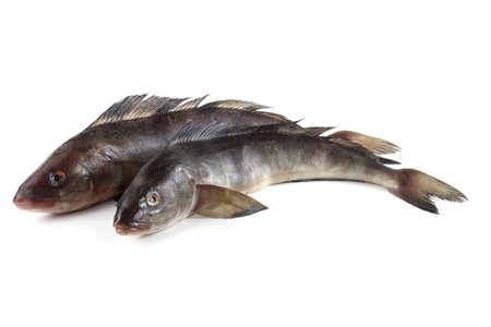 Sea bass isolated on white