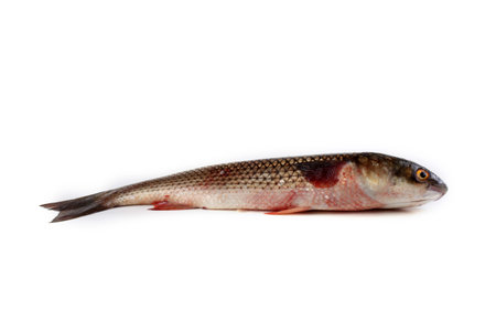 Fresh fish