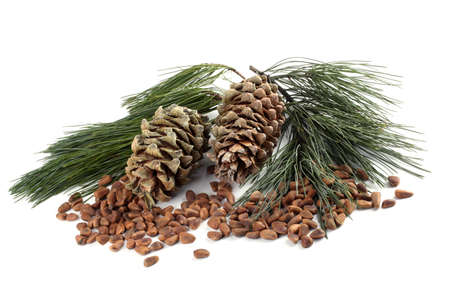 Cedar pine nuts and conesの写真素材