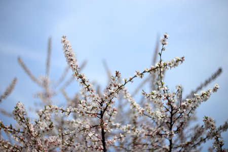 Cherry blossom. Sakuraの写真素材
