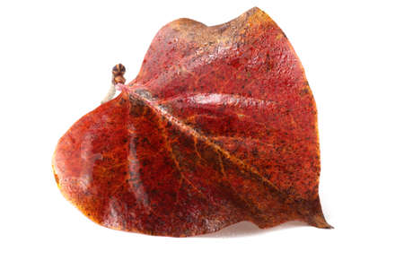 Lilac autumn leafの写真素材