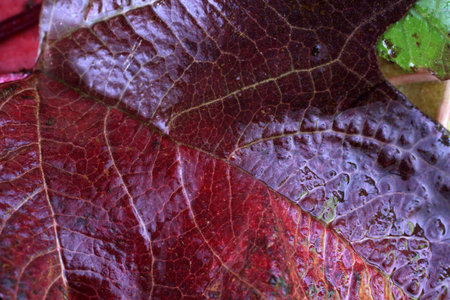 Multicolor autumn leaf