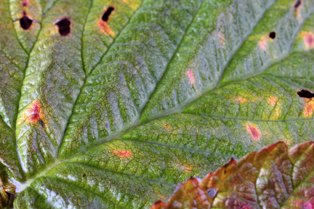 Raspberry leaf background