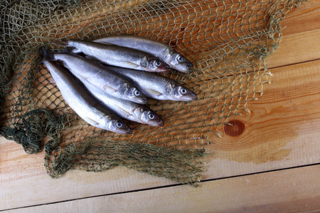 Smelt fishes on net. Pacific smelt variety