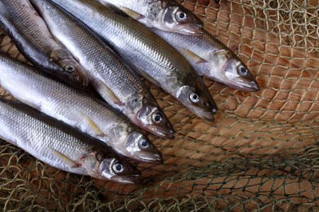 Smelt fishes on net. Pacific smelt varietyの写真素材
