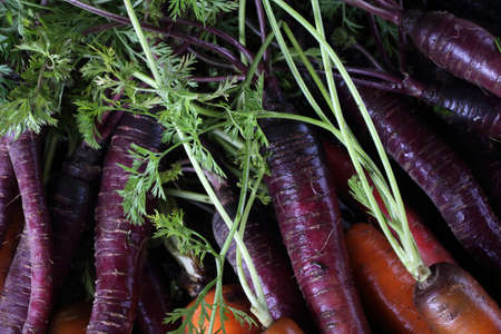 Carrots and unusual violet carrots backgroundの写真素材