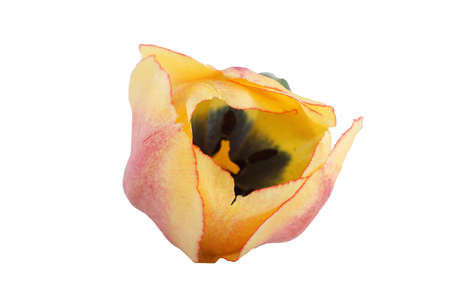 Bicolor tulipの写真素材