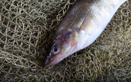 Saffron cod on netの写真素材