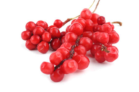 Schisandra Chinensis isolated on whiteの写真素材