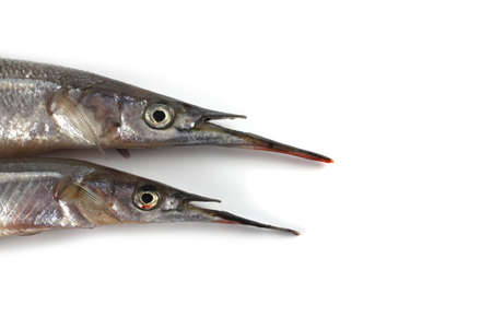 Garfish isolated on whiteの写真素材