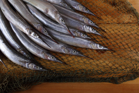 Garfish on net