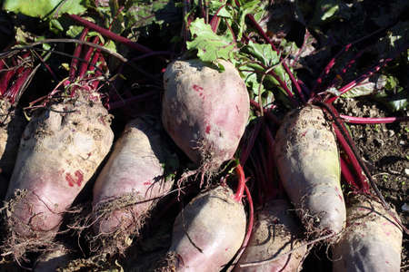 Beets harvest on fieldの写真素材