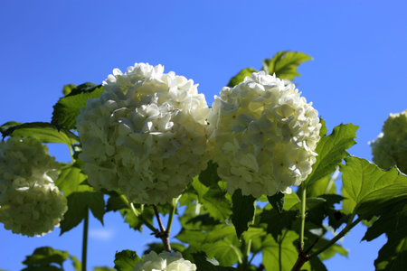 Buldenezh blossom. White flowers