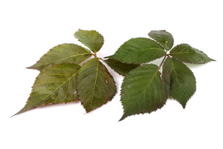 Autumn blackberry leaves