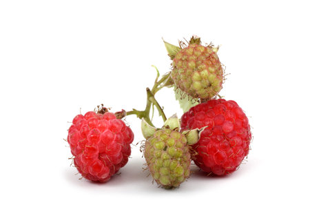 Raspberry isolated on white