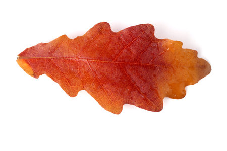 Autumn oak leaf