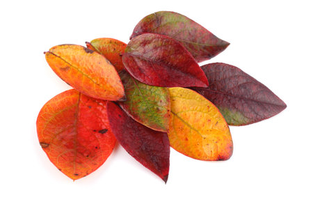Autumn blueberry leaves