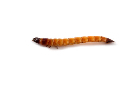 Wireworm isolated on whiteの写真素材 [40121589258]｜毎月1点無料（フリー）のストックフォト イメージマート
