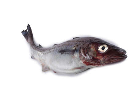 Alaska pollock isolated on whiteの写真素材