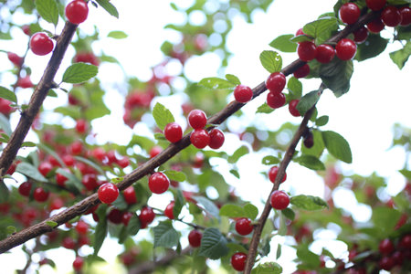 Growing Nanking cherry