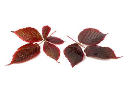 Autumn blackberry leaves