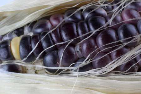 Colorful corn background