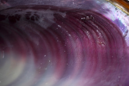 Mussel shell background