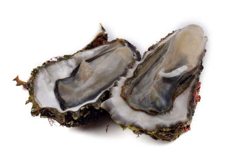 Opened oysters isolated on whiteの写真素材