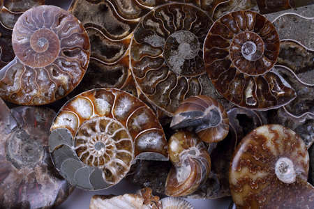 Ammonite background. Different ammonite varietiesの写真素材