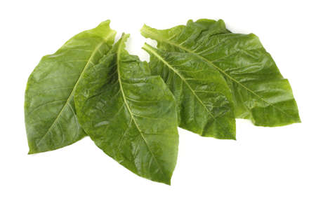 Tobacco leaves isolated on whiteの写真素材