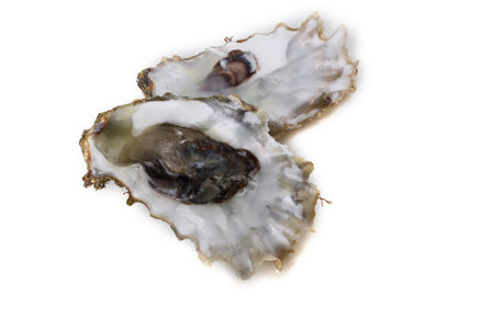 Oysters isolated on white