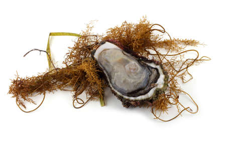 Oysters isolated on whiteの写真素材