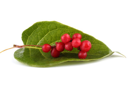 Schisandra Chinensis isolated on white