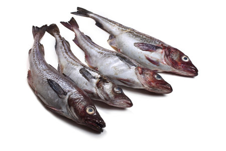 Alaska pollock on white background