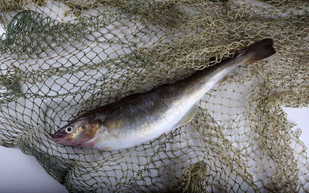 Saffron cods on netの写真素材