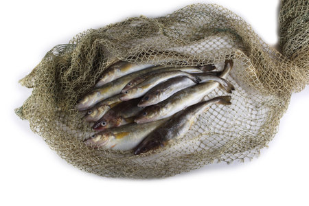 Saffron cods on net