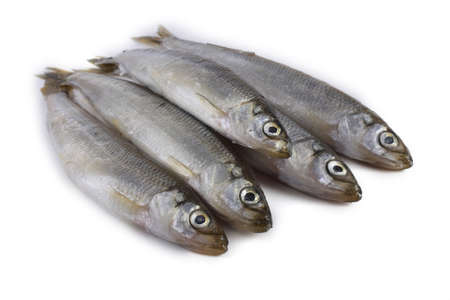 Smelt fish isolated on white. Pacific smelt varietyの写真素材
