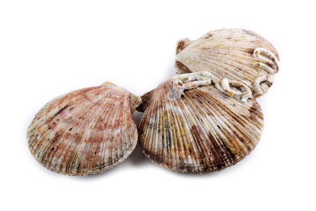 Scallops isolated on white