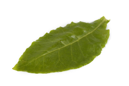 Tobacco leaf isolated on white