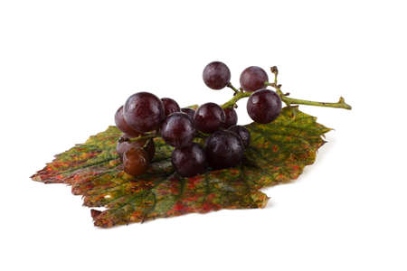 Black wine grape on autumn leafの写真素材