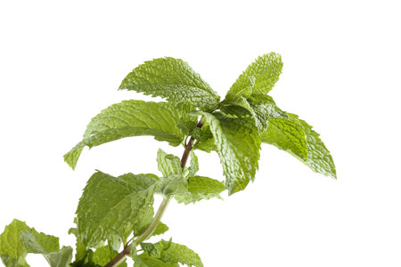 Growing mint isolated on white