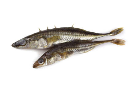 Stickleback fish isolated on whiteの写真素材