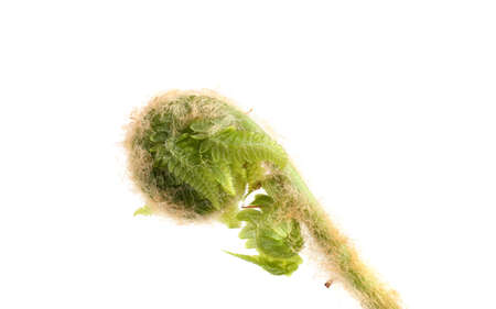 Fern sprout isolated on whiteの写真素材