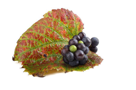 Black wine grape on autumn leafの写真素材