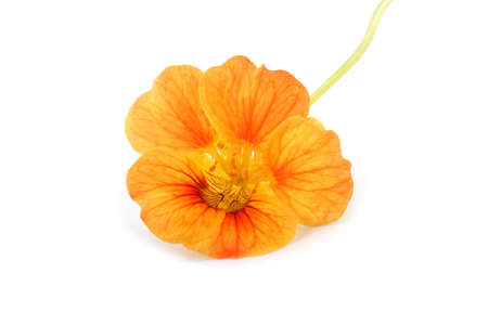 Nasturtium isolated on whiteの写真素材
