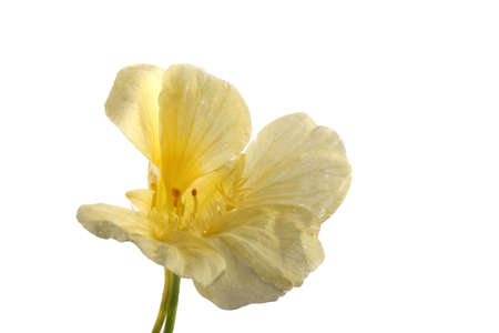 Growing nasturtium isolated on whiteの写真素材