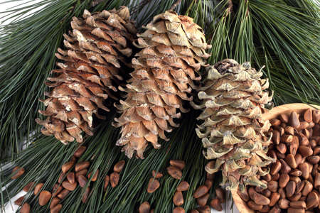 pinus koraiensisの写真素材