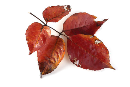 Autumn nut leaf